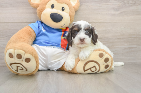 FRANCIS, a Cockapoo littermate