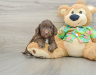 6 week old Cockapoo Puppy For Sale - Lone Star Pups