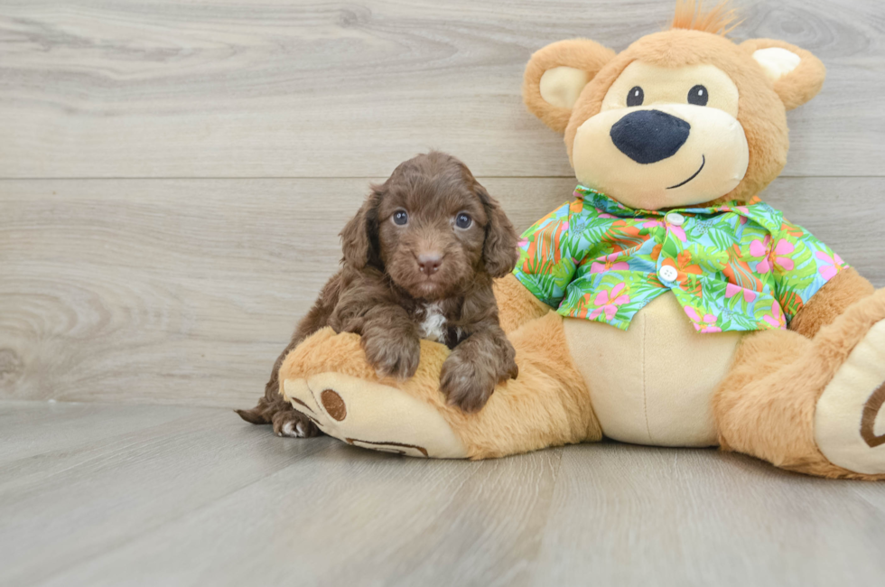 6 week old Cockapoo Puppy For Sale - Lone Star Pups