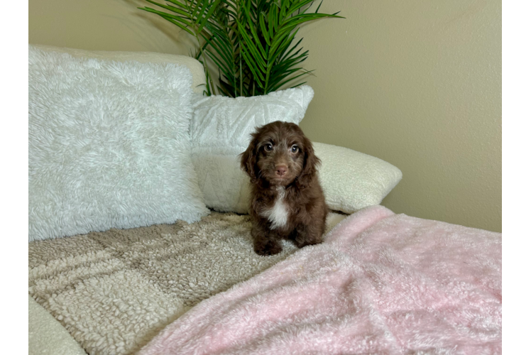 Cute Cockapoo Baby