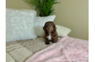 Cute Cockapoo Baby