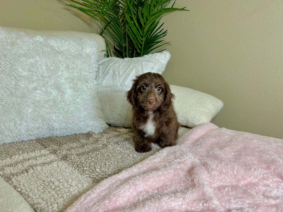 Cute Cockapoo Baby