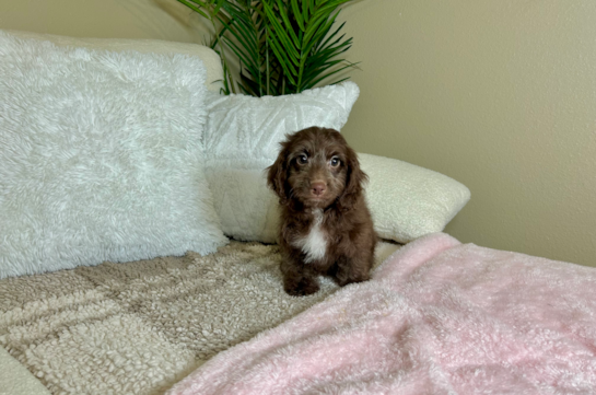 Cute Cockapoo Baby