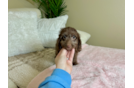 Best Cockapoo Baby