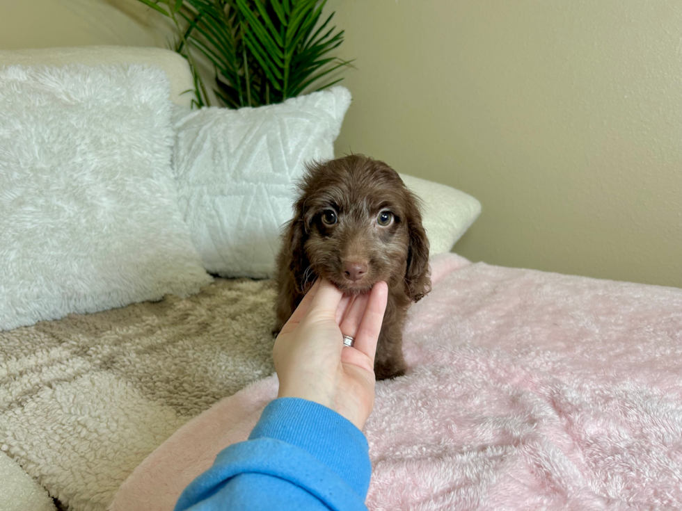 Best Cockapoo Baby