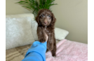 Cockapoo Puppy for Adoption