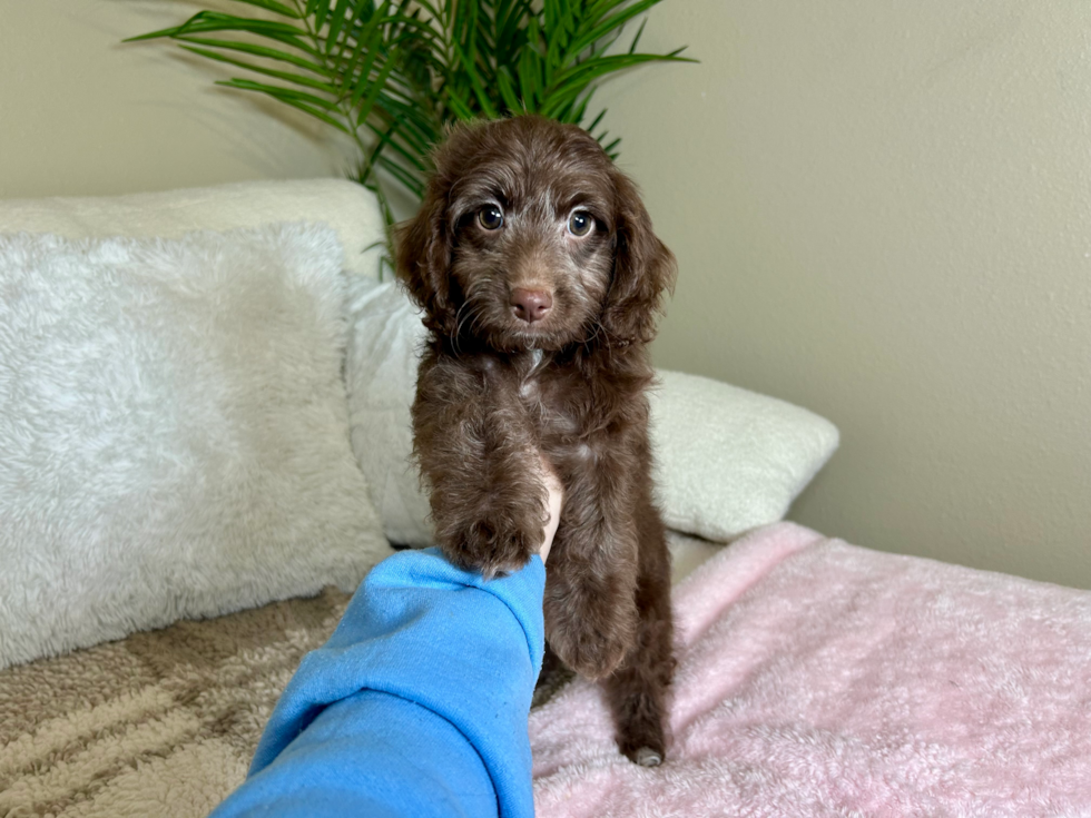 Cockapoo Puppy for Adoption