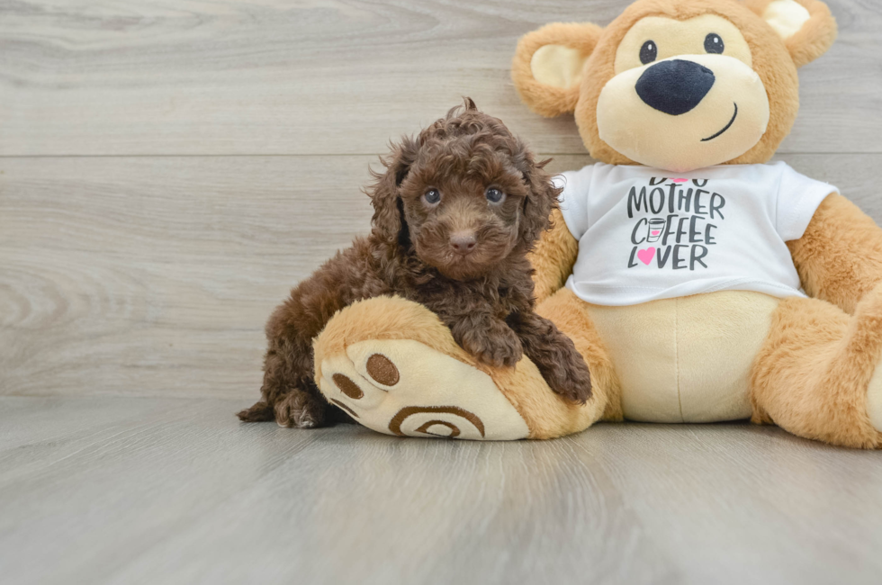 5 week old Cockapoo Puppy For Sale - Lone Star Pups