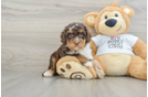 Fluffy Cockapoo Poodle Mix Pup