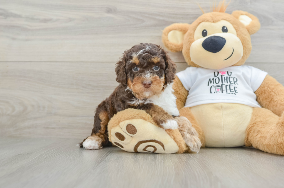 5 week old Cockapoo Puppy For Sale - Lone Star Pups
