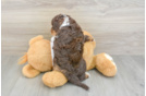 Best Cockapoo Baby