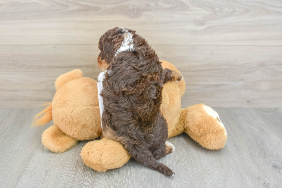 Best Cockapoo Baby