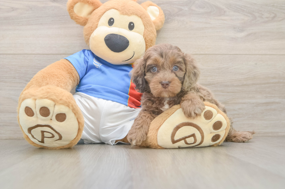 5 week old Cockapoo Puppy For Sale - Lone Star Pups