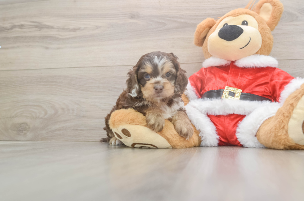 5 week old Cockapoo Puppy For Sale - Lone Star Pups