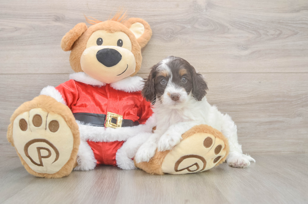 5 week old Cockapoo Puppy For Sale - Lone Star Pups