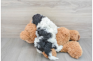 Cockapoo Pup Being Cute