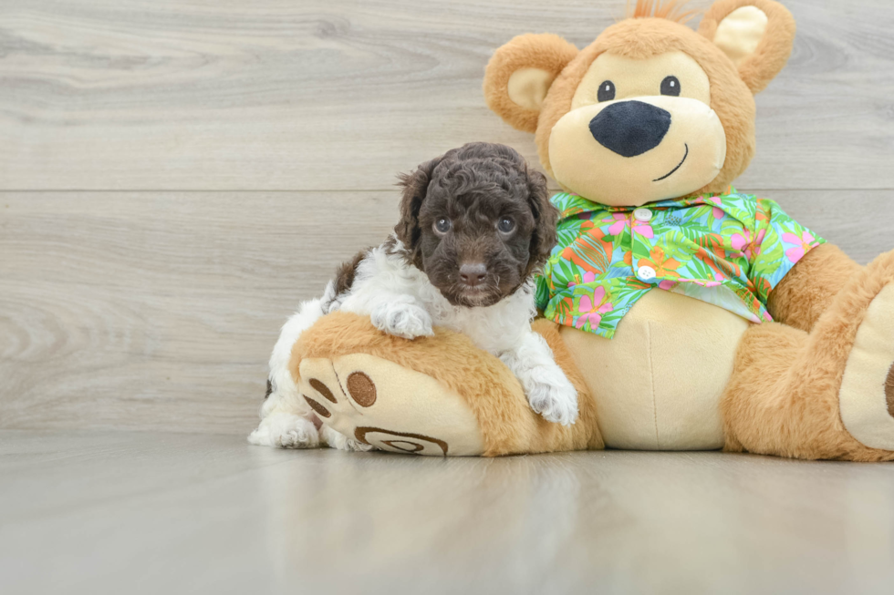 Cockapoo Puppy for Adoption