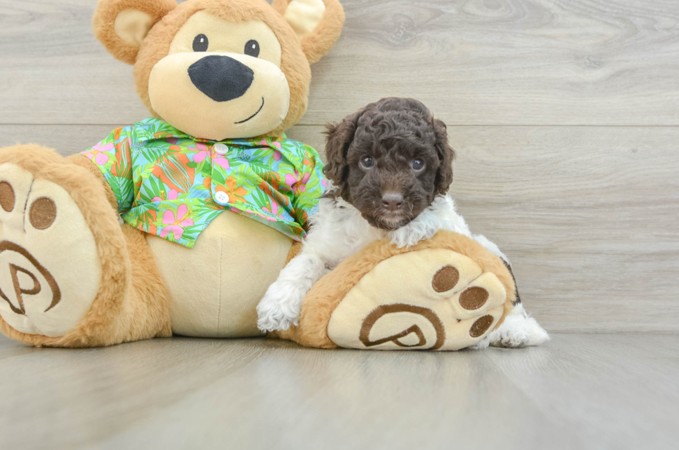 5 week old Cockapoo Puppy For Sale - Lone Star Pups