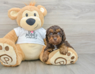 7 week old Cockapoo Puppy For Sale - Lone Star Pups