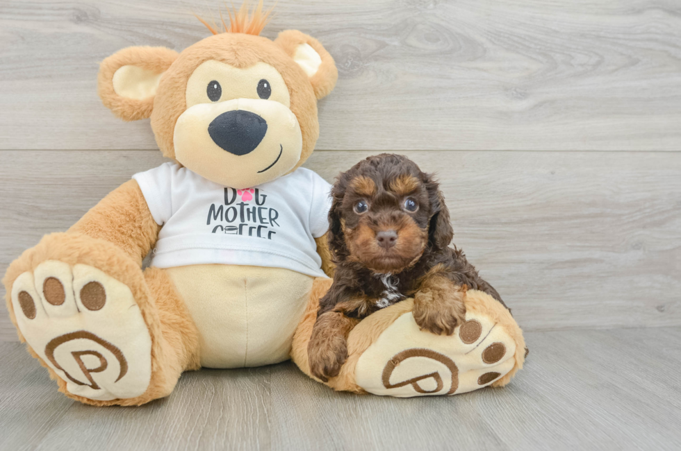 5 week old Cockapoo Puppy For Sale - Lone Star Pups
