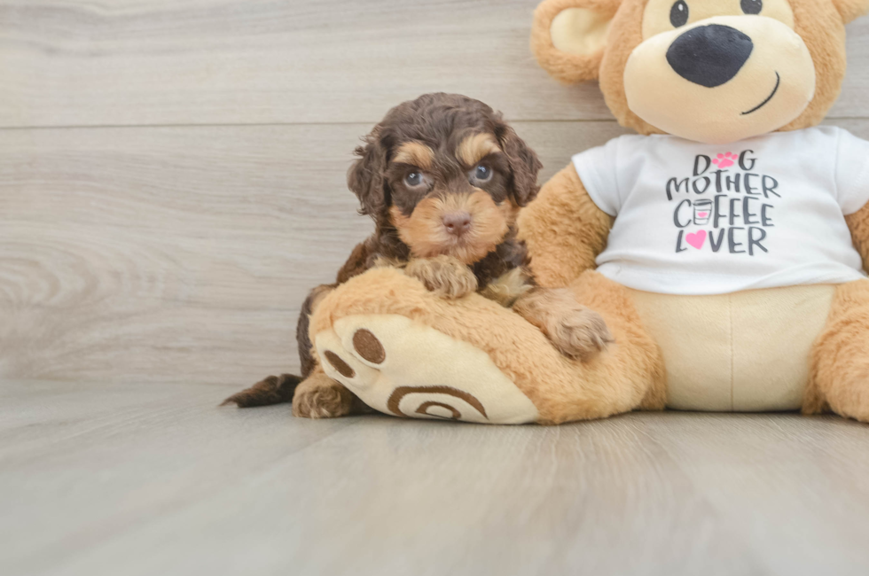 5 week old Cockapoo Puppy For Sale - Lone Star Pups