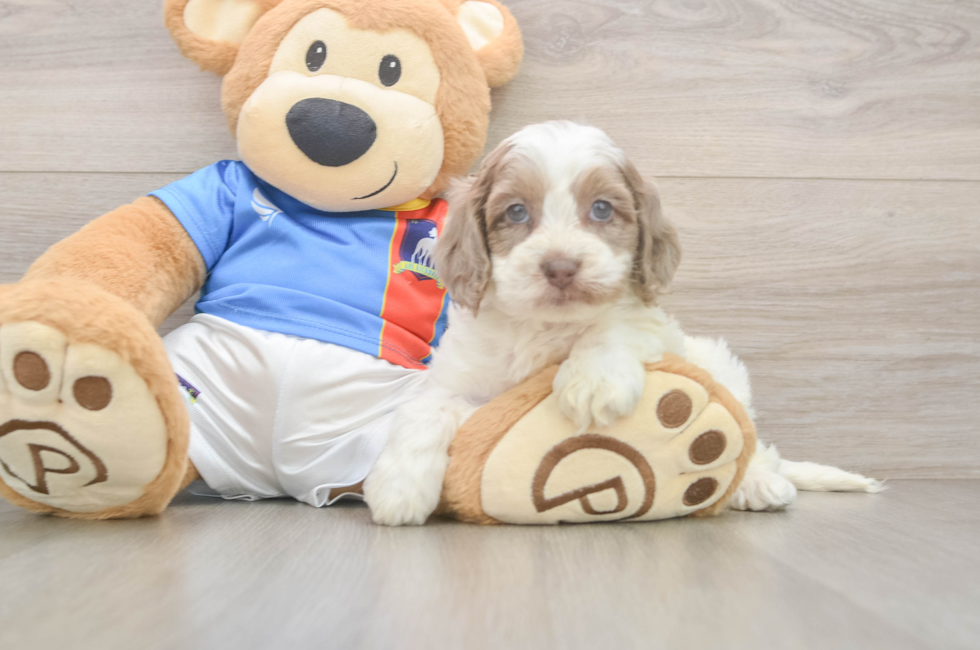 5 week old Cockapoo Puppy For Sale - Lone Star Pups