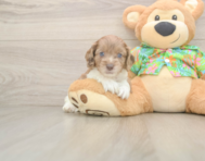 6 week old Cockapoo Puppy For Sale - Lone Star Pups
