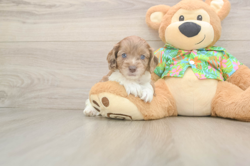 6 week old Cockapoo Puppy For Sale - Lone Star Pups