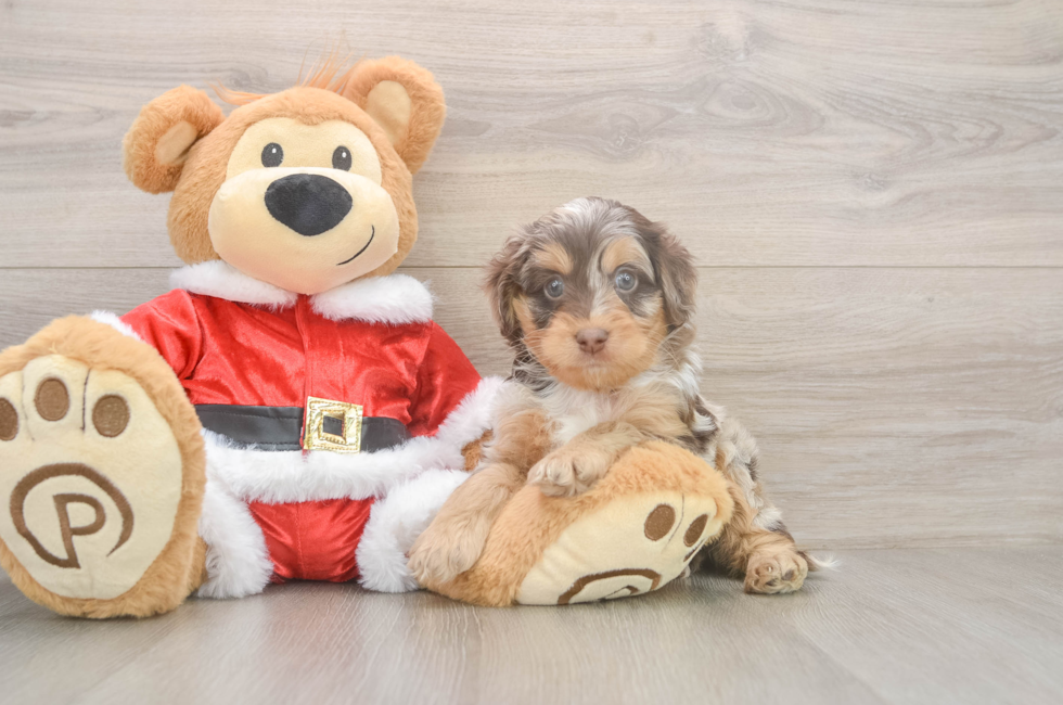 5 week old Cockapoo Puppy For Sale - Lone Star Pups