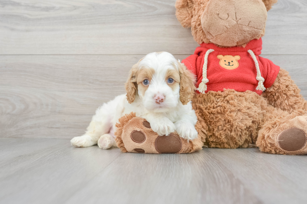 5 week old Cockapoo Puppy For Sale - Lone Star Pups