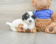 7 week old Cockapoo Puppy For Sale - Lone Star Pups