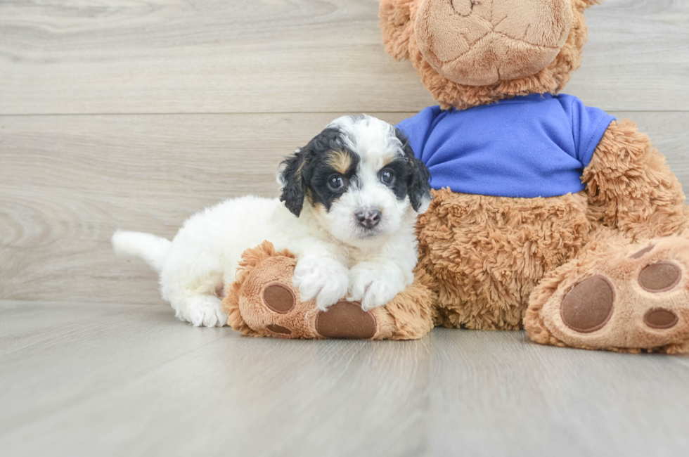 7 week old Cockapoo Puppy For Sale - Lone Star Pups