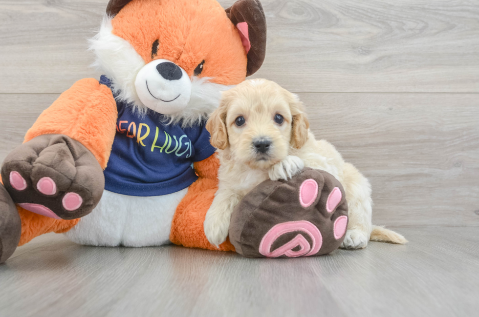 5 week old Cockapoo Puppy For Sale - Lone Star Pups