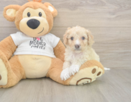 5 week old Cockapoo Puppy For Sale - Lone Star Pups