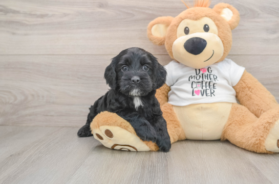 Cockapoo Pup Being Cute