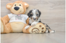 Cockapoo Puppy for Adoption