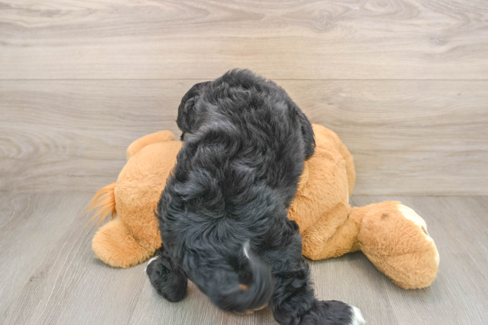 Playful Cocker Doodle Poodle Mix Puppy