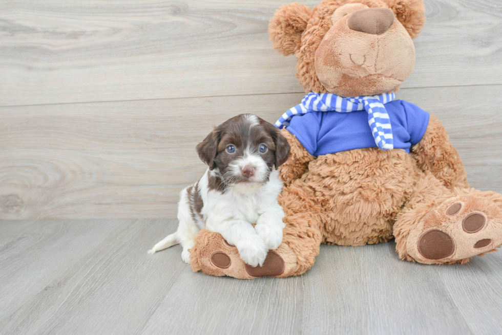 Petite Cockapoo Poodle Mix Pup