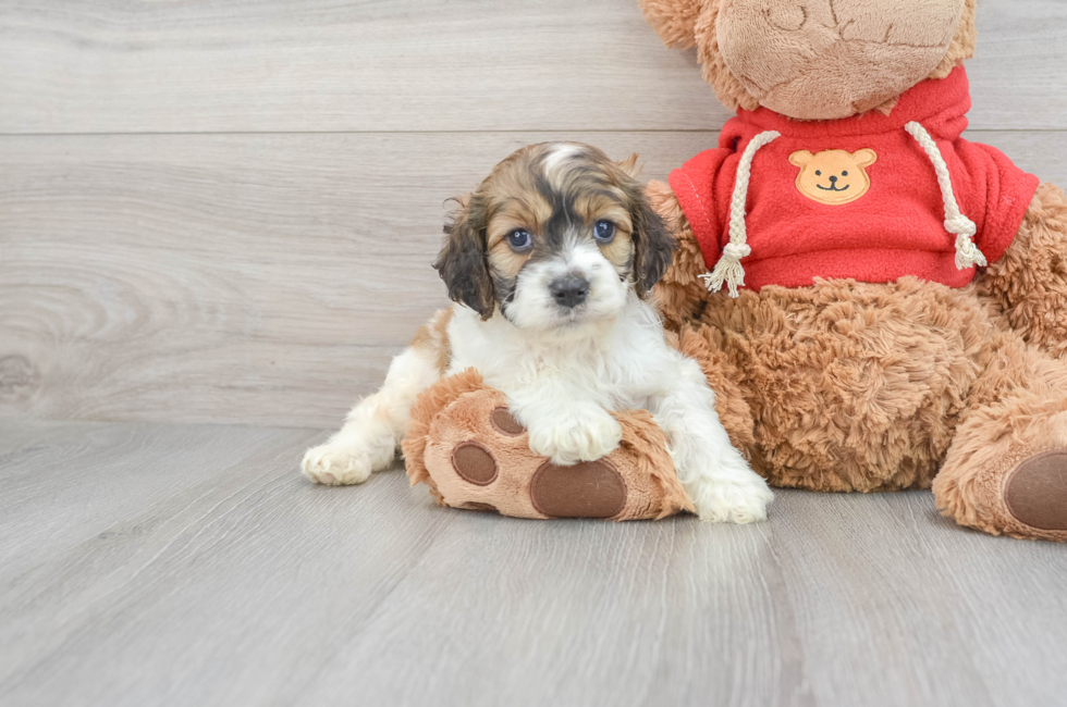 5 week old Cockapoo Puppy For Sale - Lone Star Pups