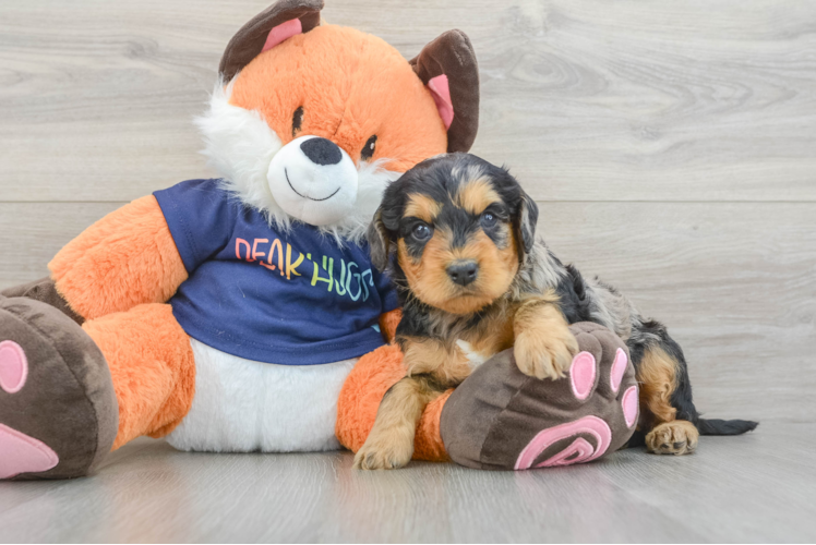 Best Cockapoo Baby