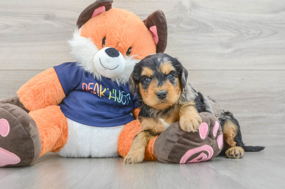 5 week old Cockapoo Puppy For Sale - Lone Star Pups