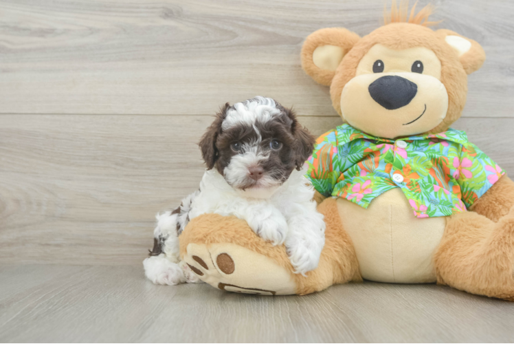 Cockapoo Puppy for Adoption