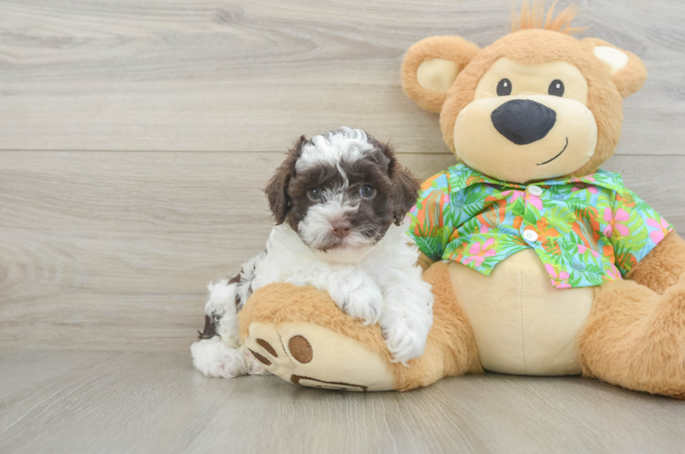6 week old Cockapoo Puppy For Sale - Lone Star Pups