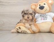 8 week old Cockapoo Puppy For Sale - Lone Star Pups