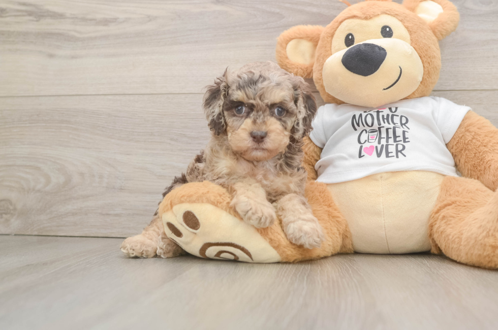 6 week old Cockapoo Puppy For Sale - Lone Star Pups