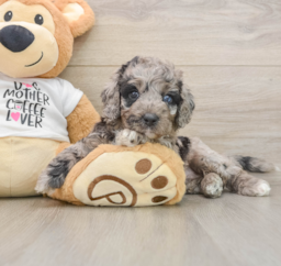 5 week old Cockapoo Puppy For Sale - Lone Star Pups
