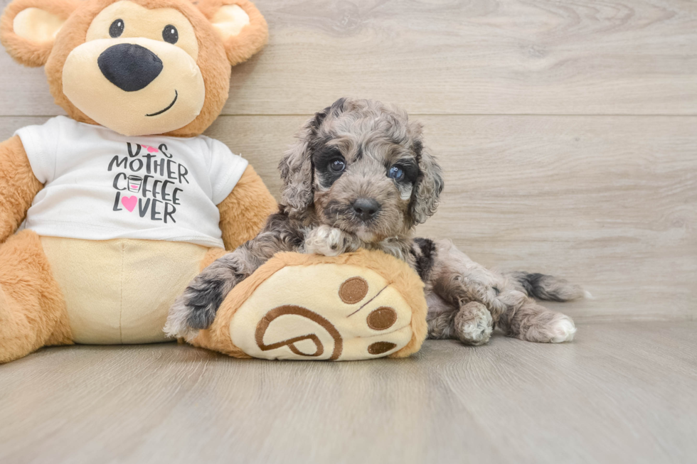Best Cockapoo Baby