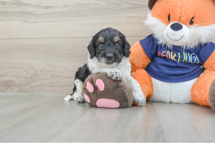 Cockapoo Puppy for Adoption