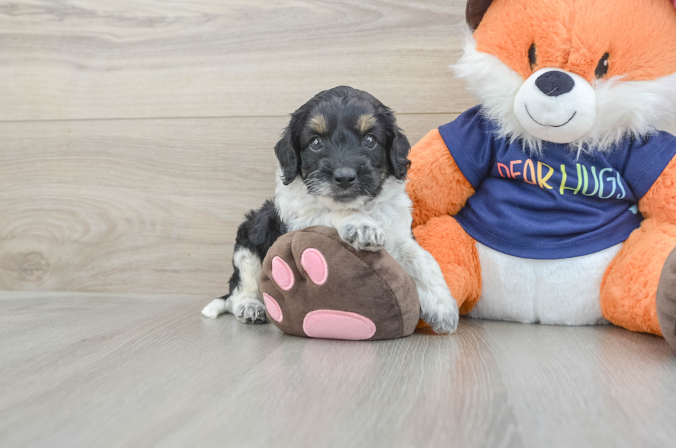 5 week old Cockapoo Puppy For Sale - Lone Star Pups
