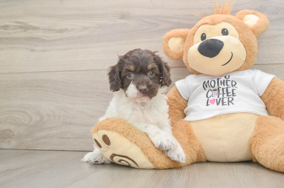 6 week old Cockapoo Puppy For Sale - Lone Star Pups